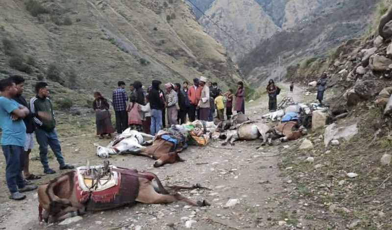 करेन्ट लागेरदश खच्चर मरे