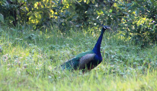 वनमा मुजुर