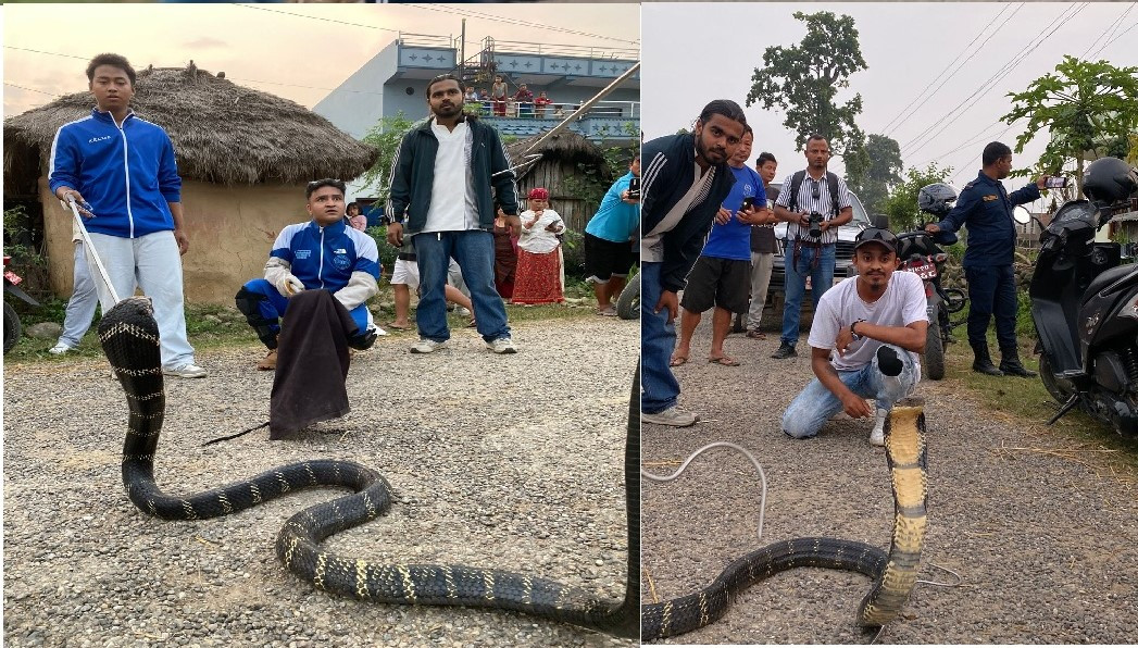 रुपन्देहीमा पहिलोपटक भेटियो किङ कोब्रा, तीन घण्टाको मेहनतपछि उद्धार