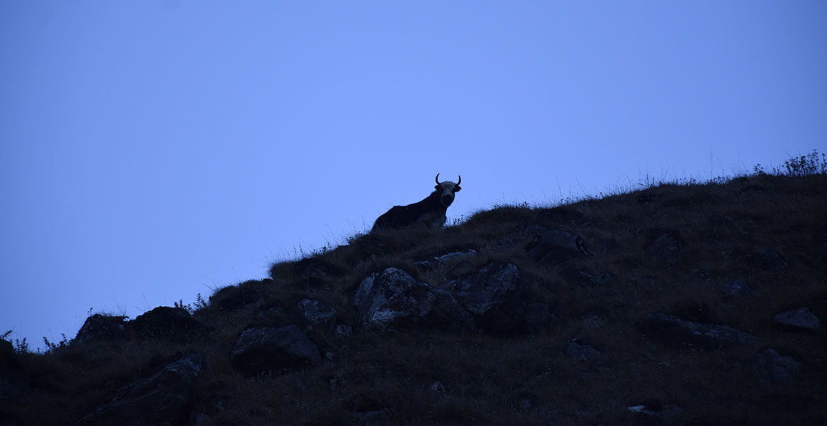 साइपाल पाटनमा चौँरी