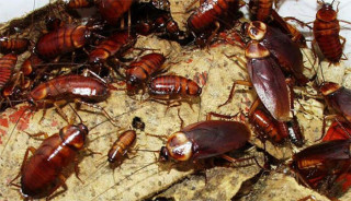 घरमा साङ्लाले सताएर हैरान हुनुहुन्छ ? यी घरेलु उपाय अपनाएर पाउनुस् छुटकारा !