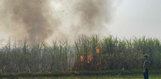 काट्नै लागिएको उखु खेतमा आगलागी