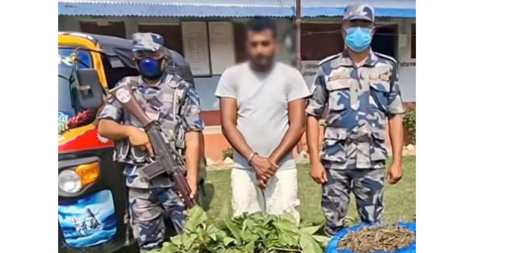 १९ केजी गाँजासहित एक युवक पक्राउ