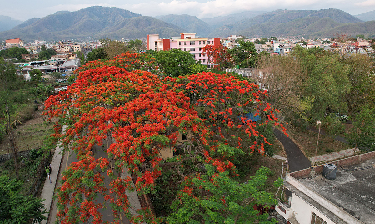 ढकमक्क गुलमोहर
