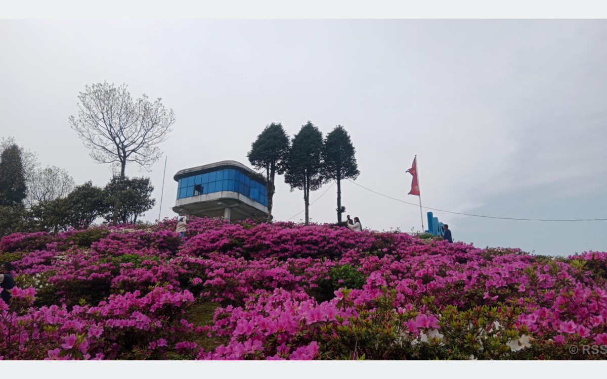 आहा ! एन्जेलिया