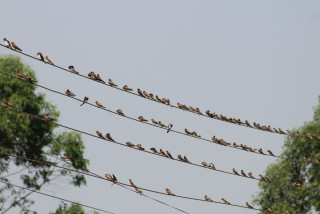 गौँथलीको बथान