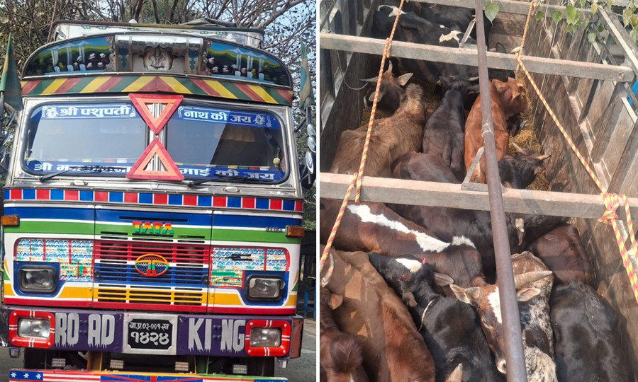 अवैध रूपमा गोरु ओसारपसार गर्दै गरेको दुई जना पक्राउ, २० गोरुको उद्धार