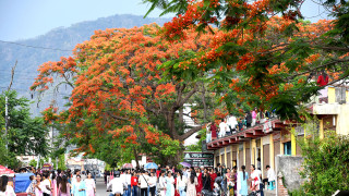 ढकमक्क गुलमोहर