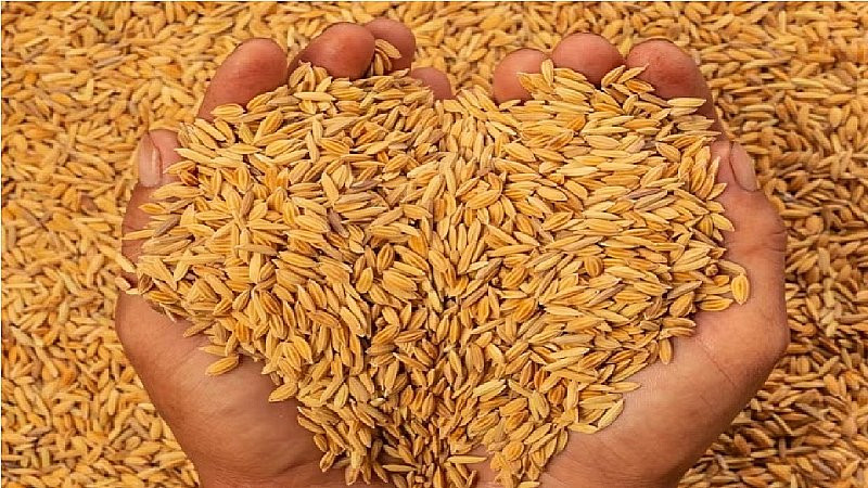 सरकारले तोक्यो धानको समर्थन मूल्य