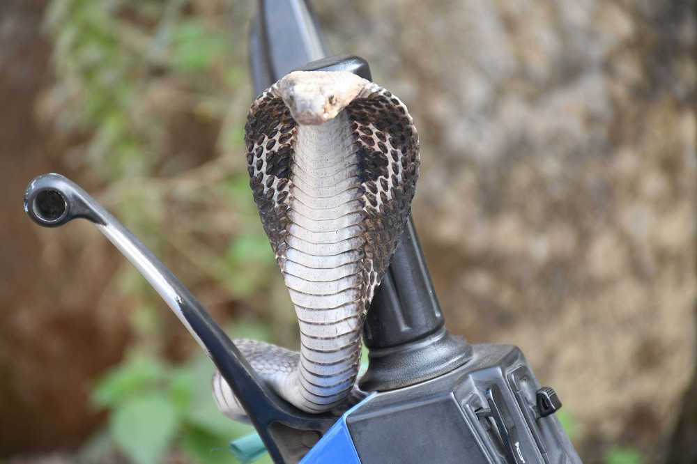 sarpa.jpg