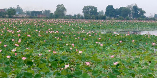 ढकमक्क कमल