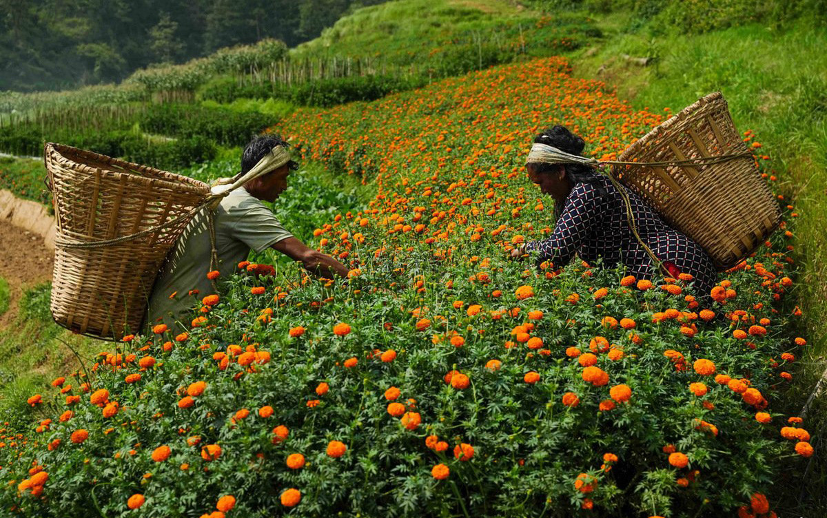 धादिङमा अफसिजनमै फल्यो सयपत्री, बजार पठाउन किसानलाई भ्याइनभ्याइ (तस्बिरहरू)