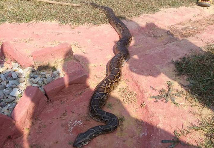 मेचीनगरमा १५ फिट लामो अजिङ्गर फेला