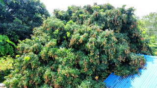 लटरम्म लिची