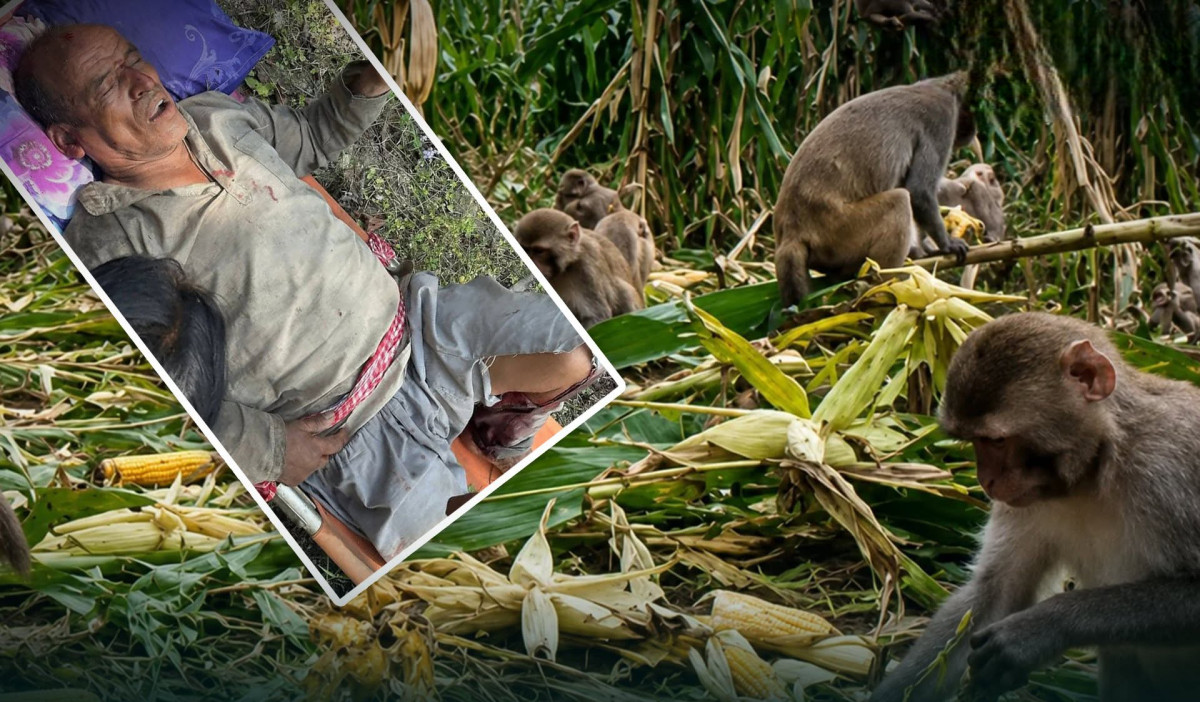 बाँदर लखेट्दा भिरबाट लडेर ६५ वर्षीय ढुंगेल गम्भिर घाइते