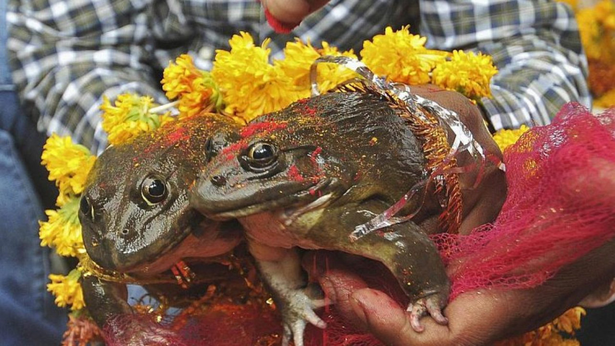 पानी नपरेपछि धनगढीमा धुमधामसँग गराइयो भ्यागुताको बिहे