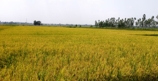 चैते धान