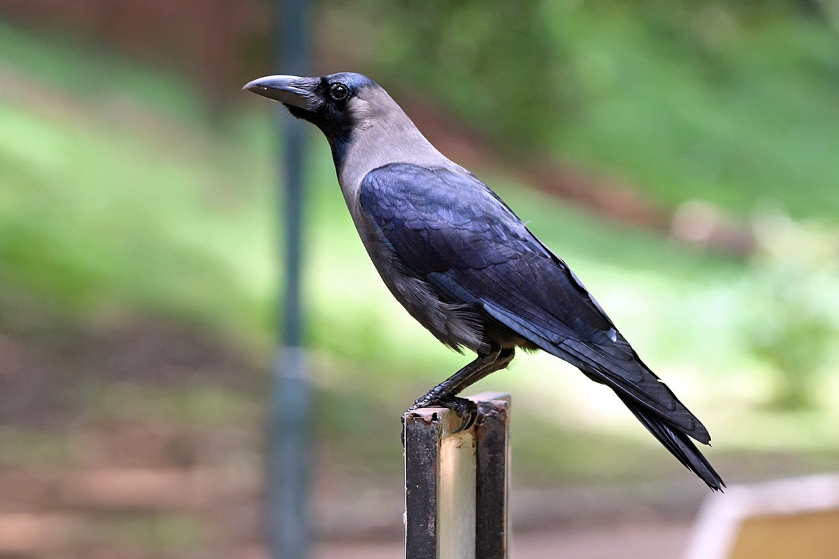 उपत्यकामा बर्डफ्लु सर्नुमा मुख्य कारक काग