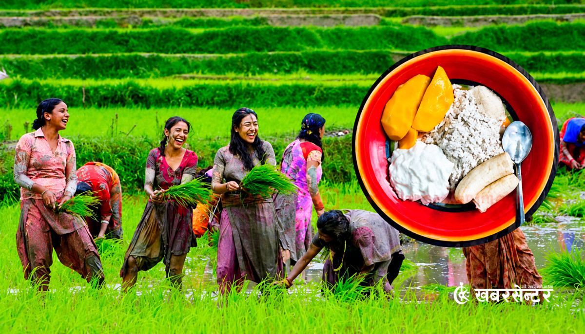 आज धान दिवस: खेतमा काम गरी दही चिउरा खाएर असार १५ मनाइँदै