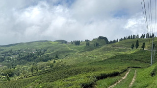 चियाबारी