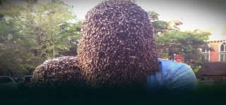 टाउकोभरि ६० हजार जीवित मौरी राखेर ४ घण्टा बिताए