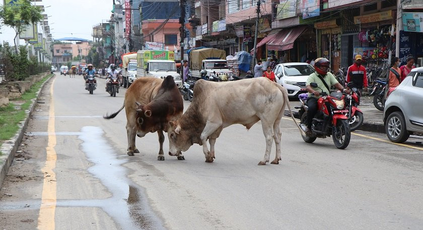 छाडा पशु चौपायालाई ‘रिफ्लेक्टिङ बेल्ट’ लगाइँदै