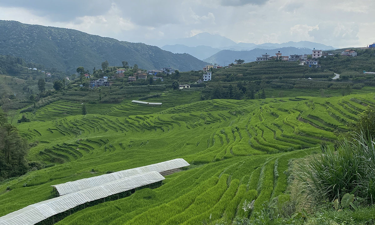 धानबाली