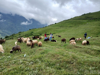 भाल्चेको भेडा फार्म : नश्ल सुधारदेखि पर्यटन प्रवर्द्धनसम्म