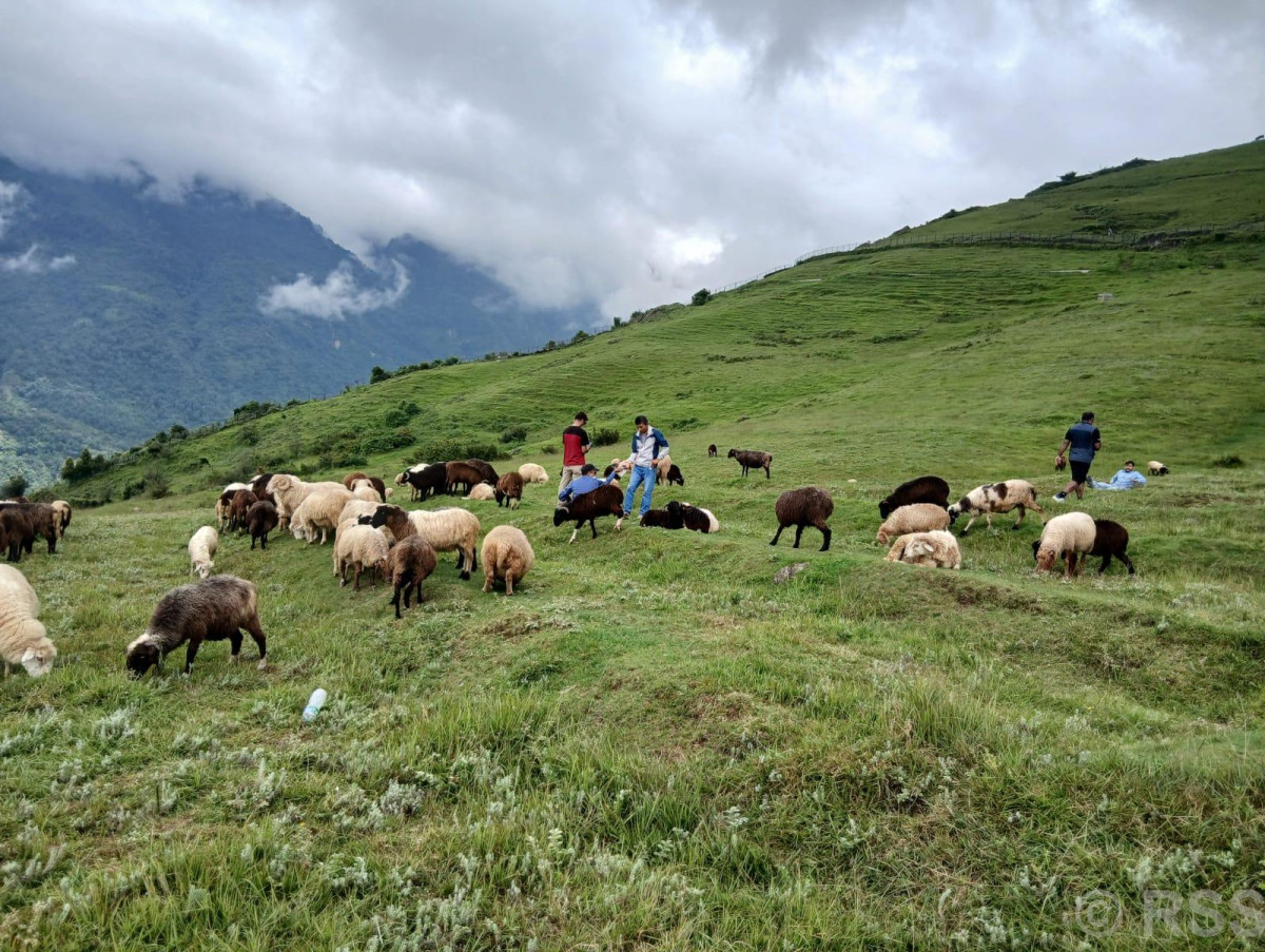 भाल्चेको भेडा फार्म : नश्ल सुधारदेखि पर्यटन प्रवर्द्धनसम्म