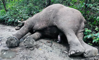 जंगली भाले हात्ती ‘रोनाल्डो’ मृत अवस्थामा भेटिए